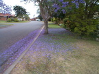 Jacaranda Pudottaa Kukkia